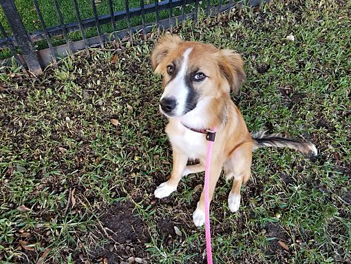 Dallas, TX Australian Shepherd. Meet Tori Burch a Pet