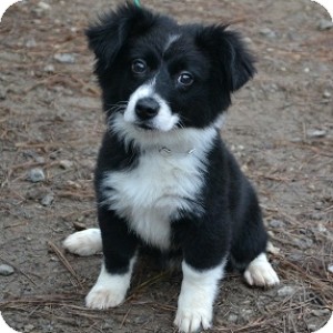 Athens, Ga - Border Collie. Meet Molly A Pet For Adoption - Adoptapet.com