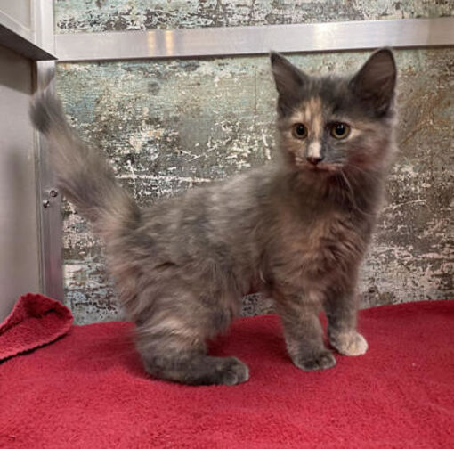 Paducah, KY Domestic Mediumhair/Domestic Shorthair. Meet Lilly a Pet