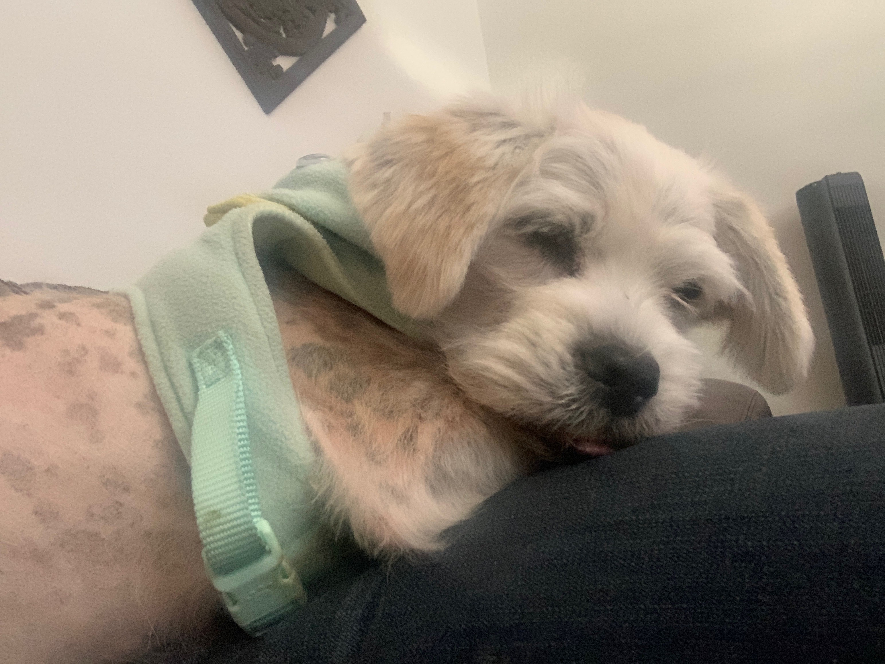Adopt Louie a White Shih Tzu / Mixed dog in Henderson, NV (29330415