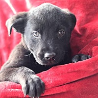 Emmet County Animal Shelter In Estherville, Iowa - Adoptapet.com