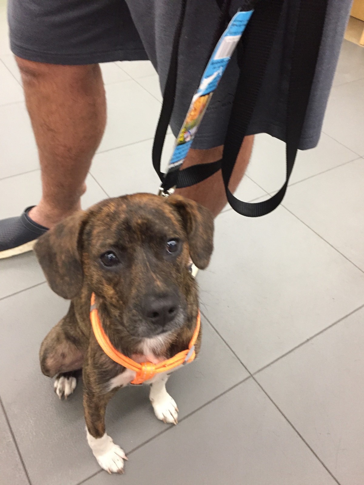 Adopt Dookie a Brown/Chocolate with White Beagle