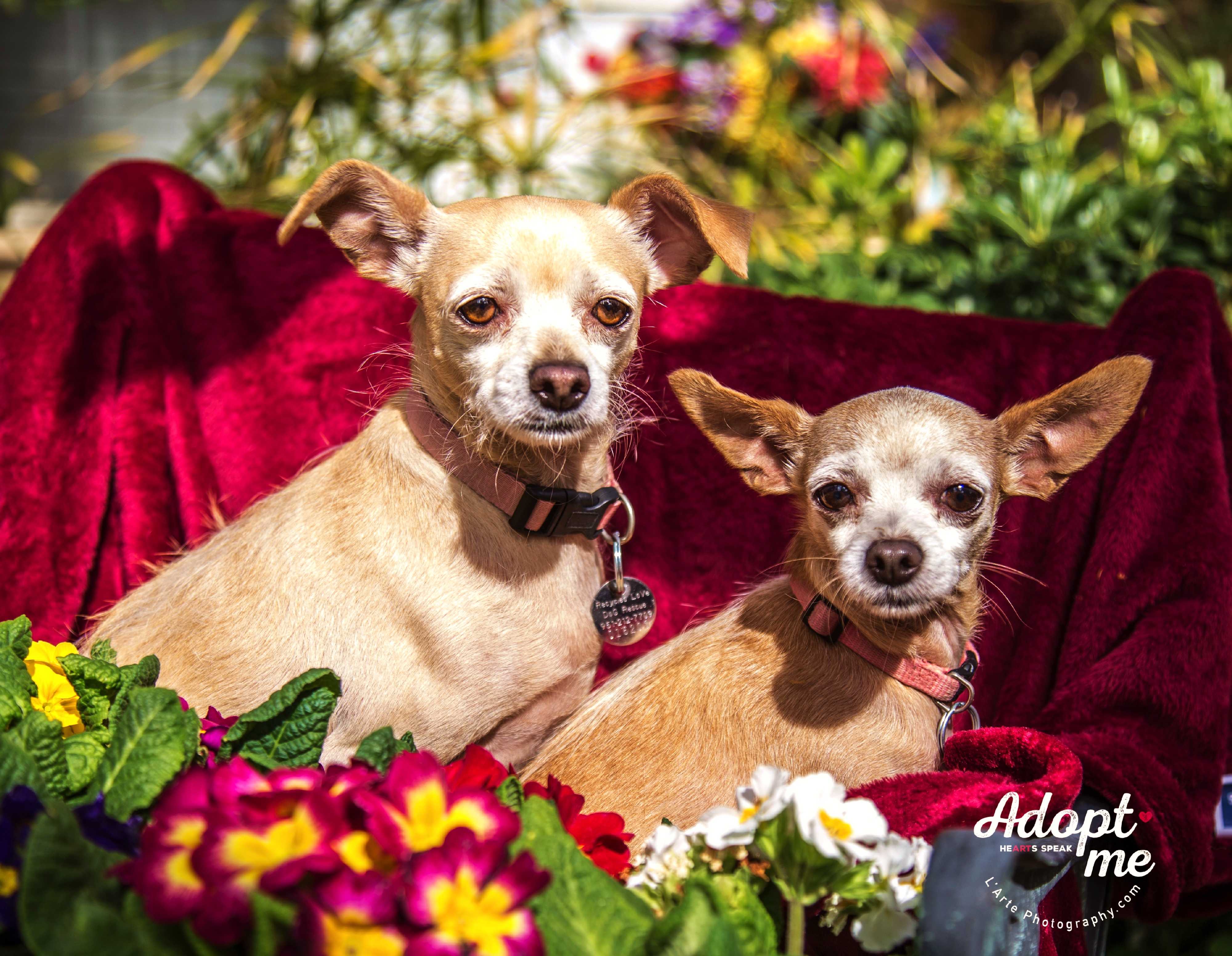 Adopt LIZA a Tan/Yellow/Fawn Chinese Crested / Italian Greyhound