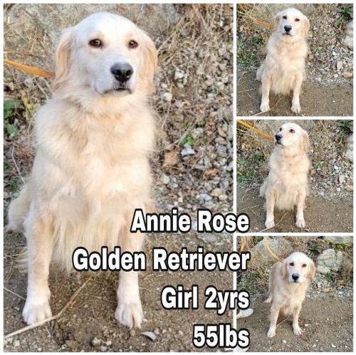 Adopt Annie Rose from Korea a Golden Retriever / Mixed dog in Seattle