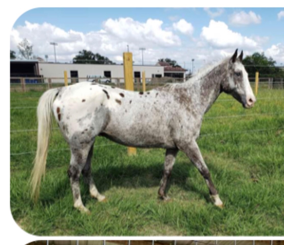 Adopt Buddy a Appy Appaloosa / Mixed horse in Baton Rouge, LA (30364995