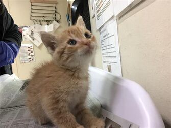 Adopt A Pet PetSmart Charities