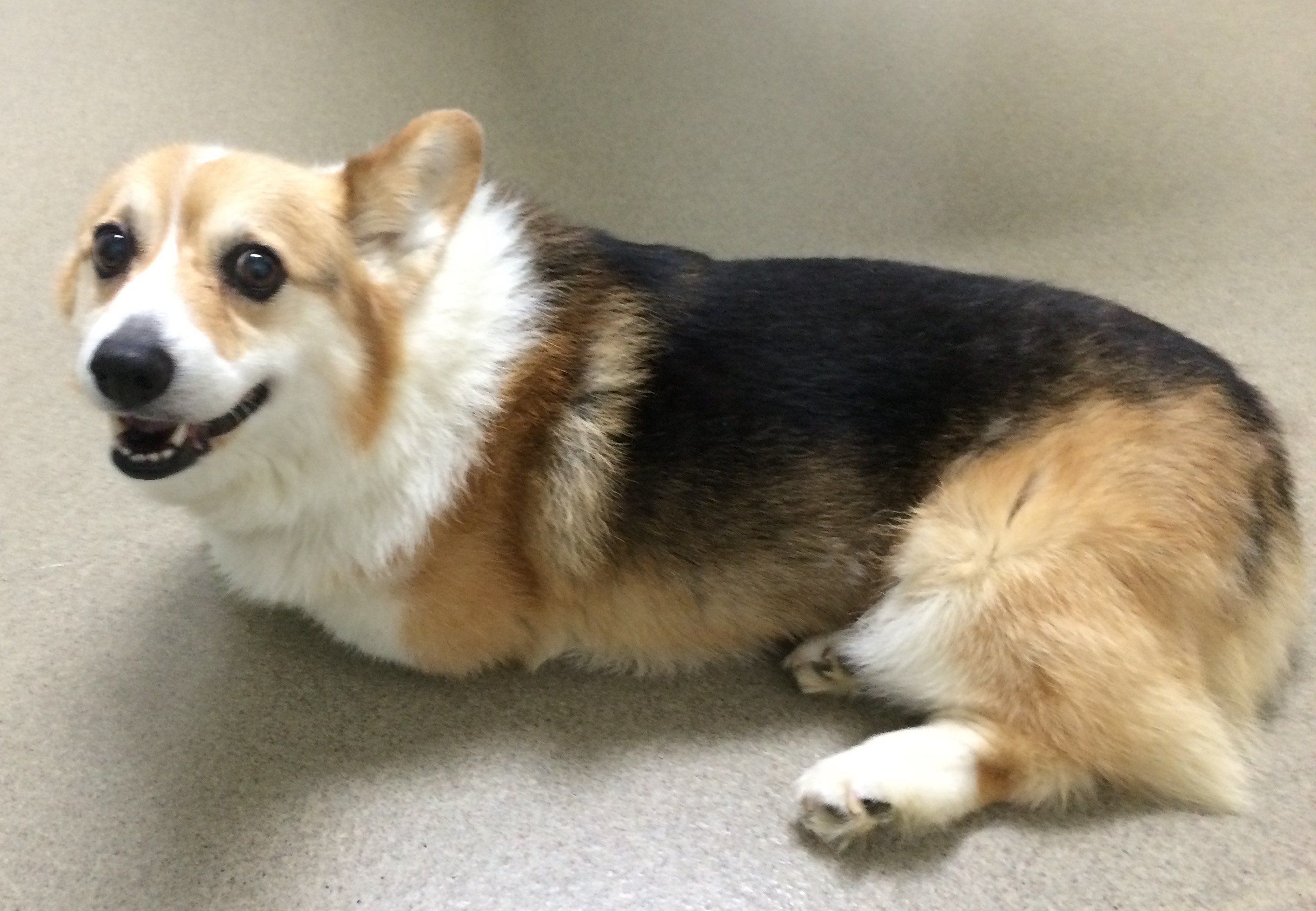 Cardigan Puppies Virginia Pembroke Welsh