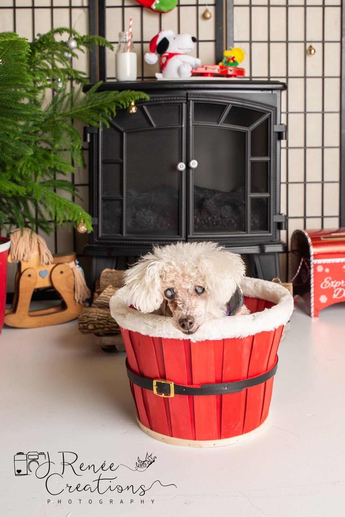 Toy Poodle Rescue Dayton Ohio Wow Blog