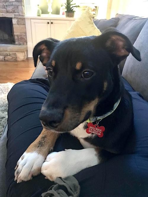 Adopt NavyHowarth a Rat Terrier / Mixed dog in Alpharetta, GA (25074890