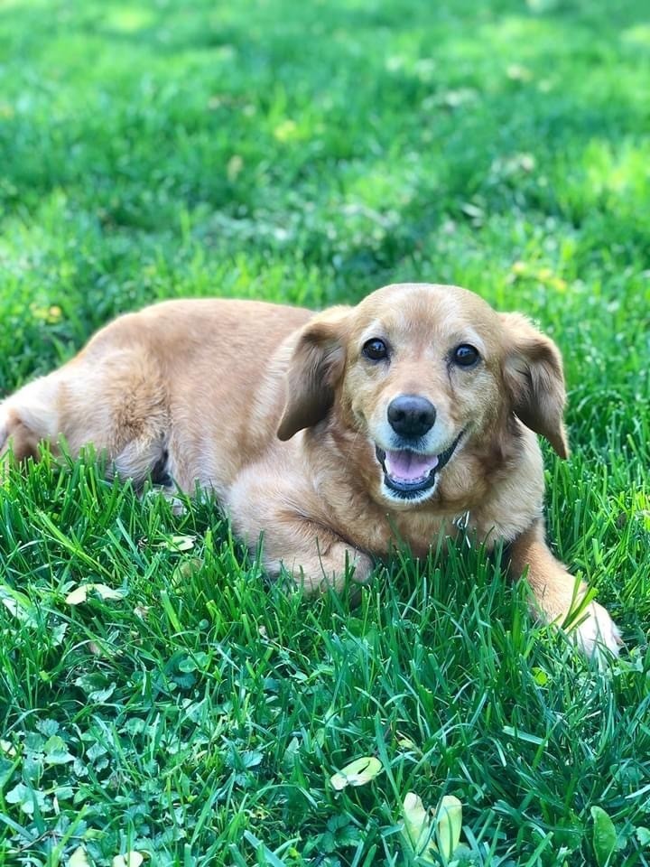 Adopt Roxy Rae a Tan/Yellow/Fawn Beagle dog in Columbus, OH (28246628