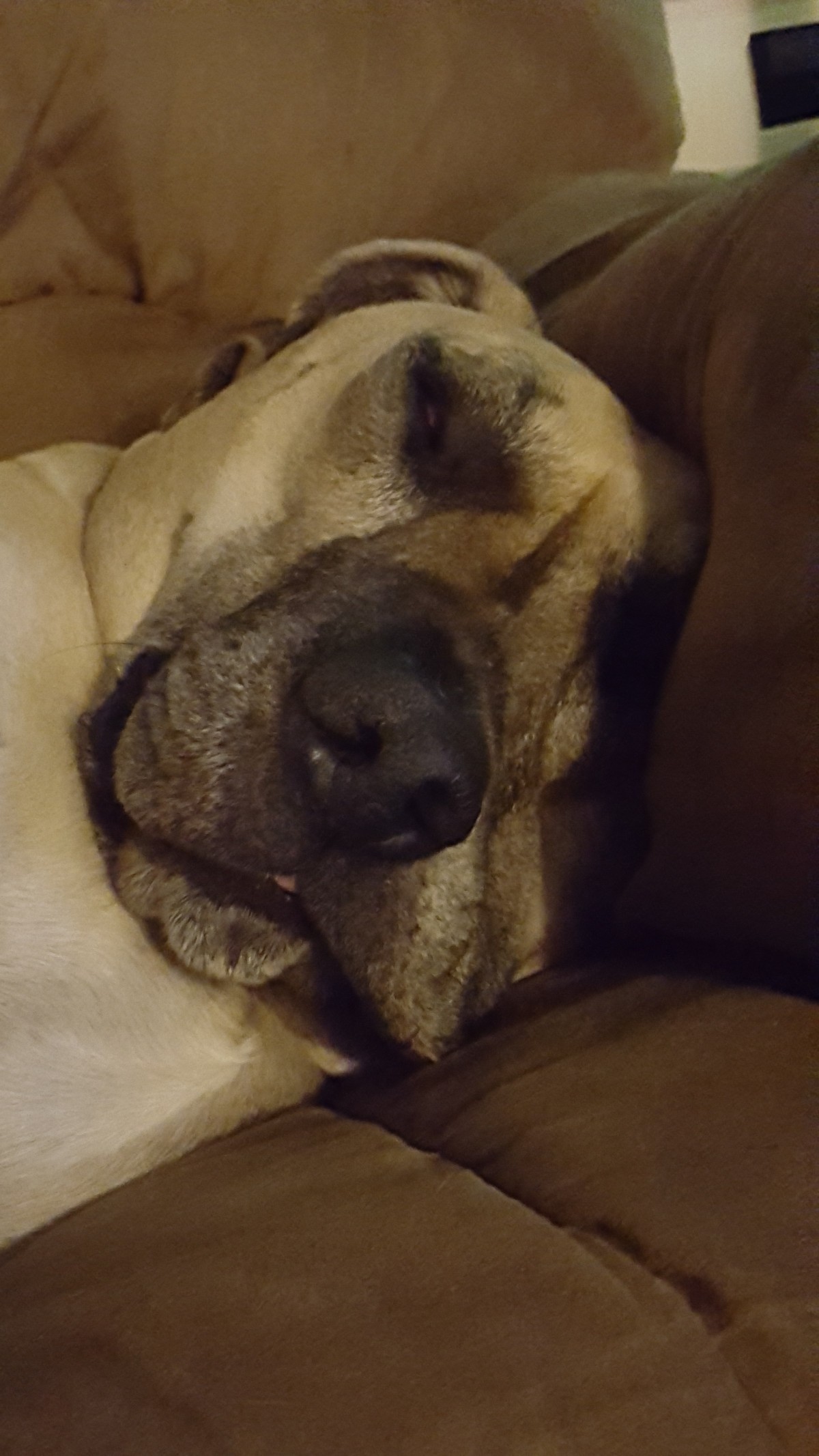 Adopt Dante a Tan/Yellow/Fawn with Black Great Dane / Mastiff / Mixed