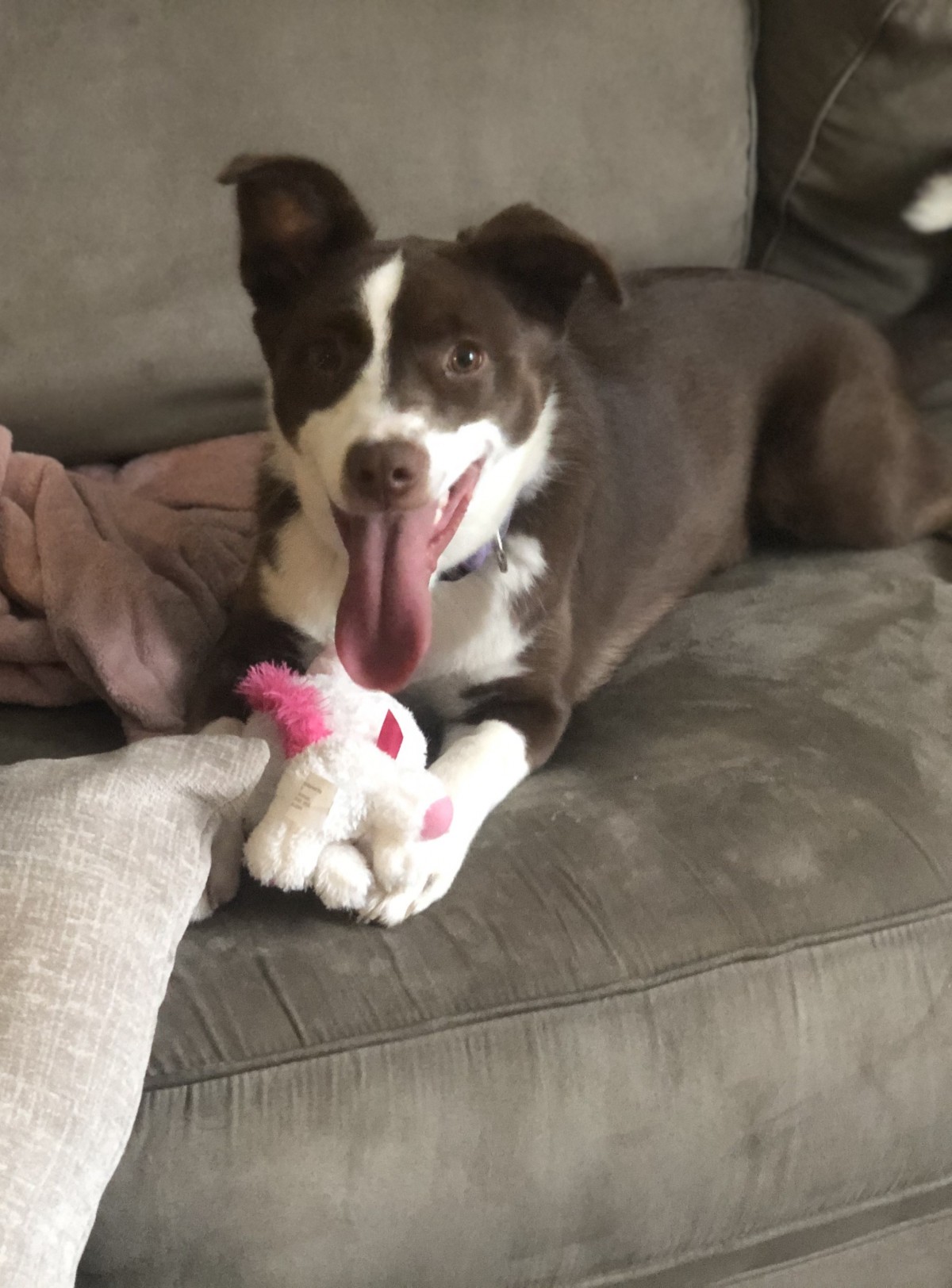 Adopt Molly a Brown/Chocolate with White Border Collie / Labrador Retriever / Brown, White