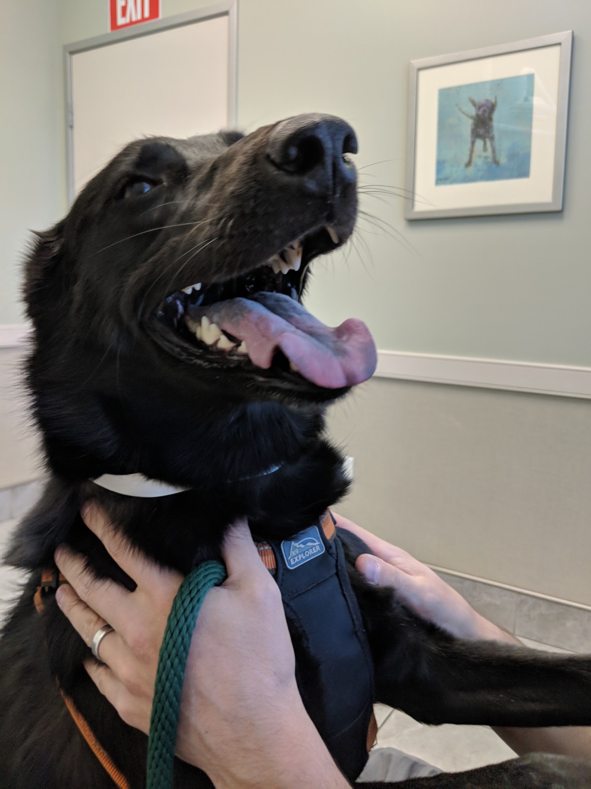 Adopt Mica a Black Border Collie / Australian Cattle Dog / Mixed dog in