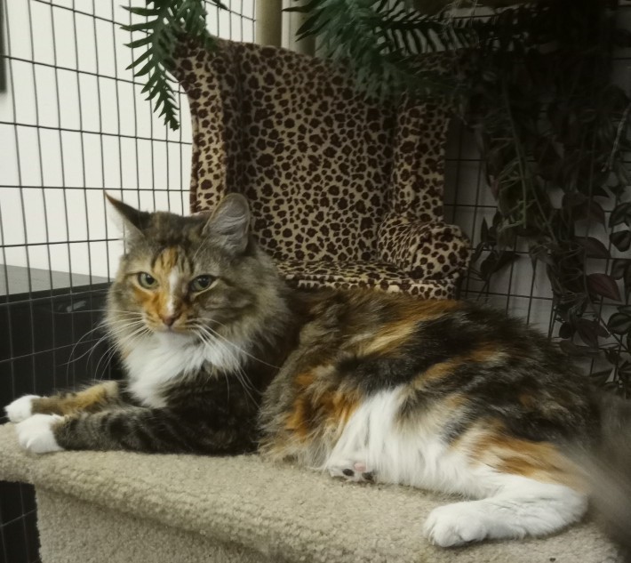 Adopt Corina A Calico Or Dilute Calico Maine Coon (long Coat) Cat In