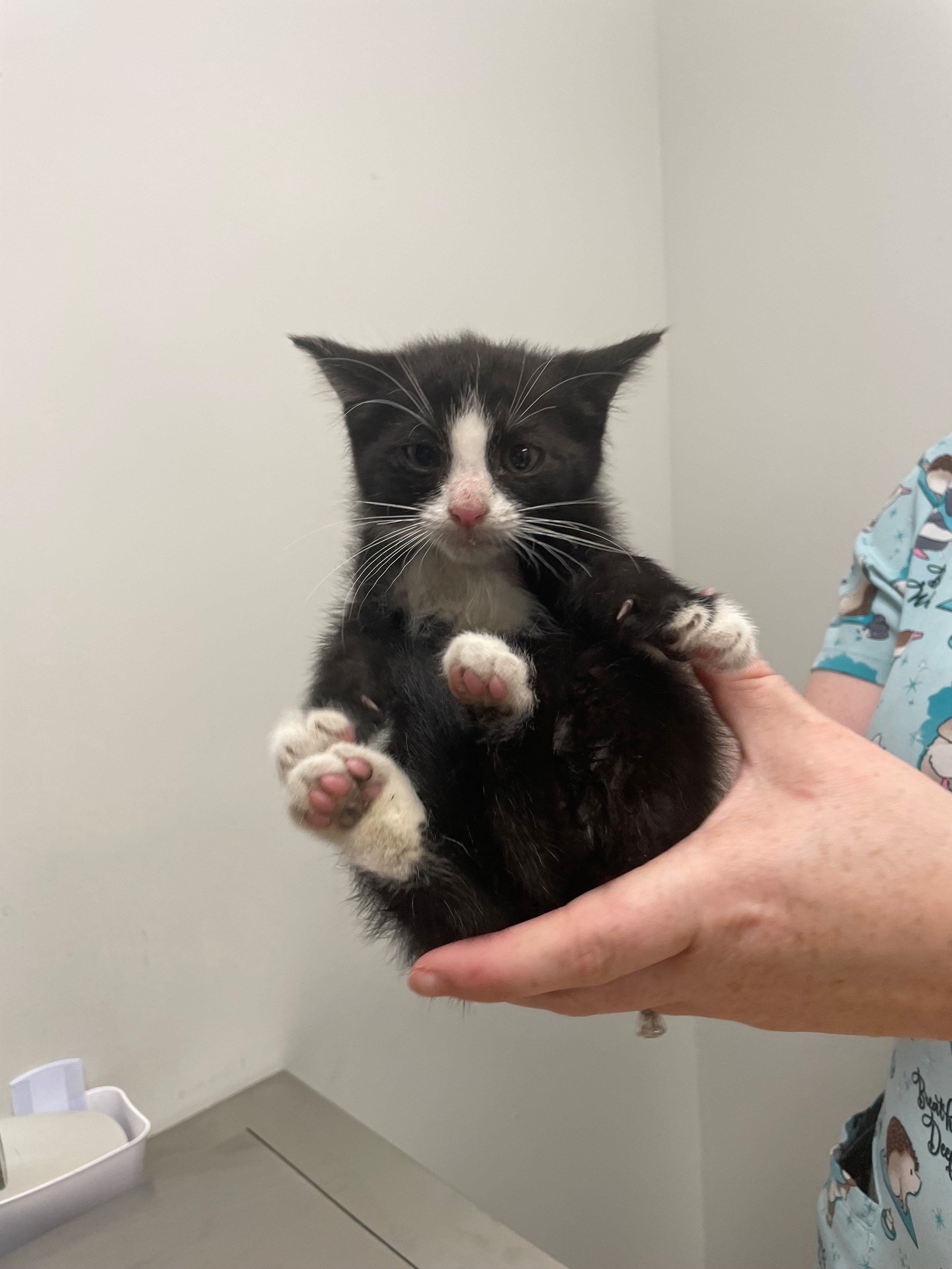 Cleveland, OH Domestic Mediumhair/Domestic Shorthair. Meet Yoyo a Pet