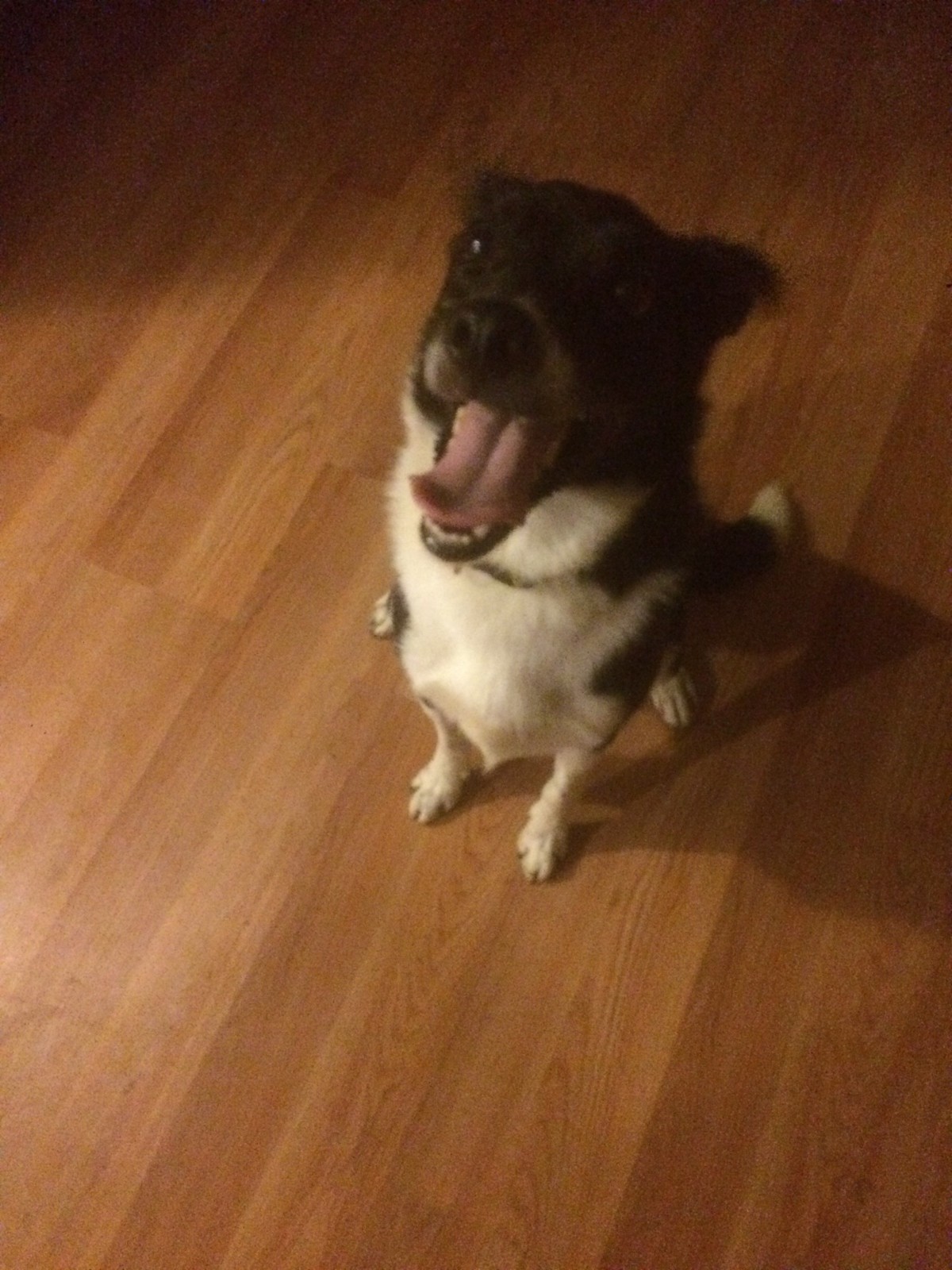 Adopt apollo a Black with White Border Collie / Irish