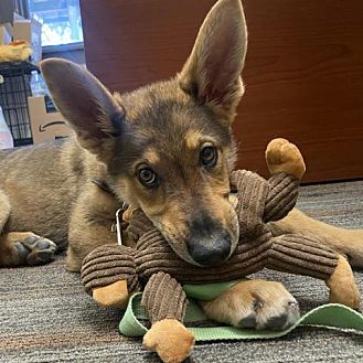 Adopt A Pet PetSmart Charities