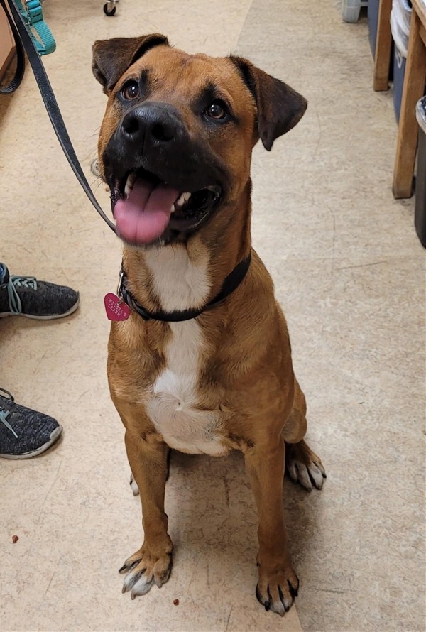 Adopt Rudy a Boxer / Labrador Retriever / Mixed dog in San Diego, CA