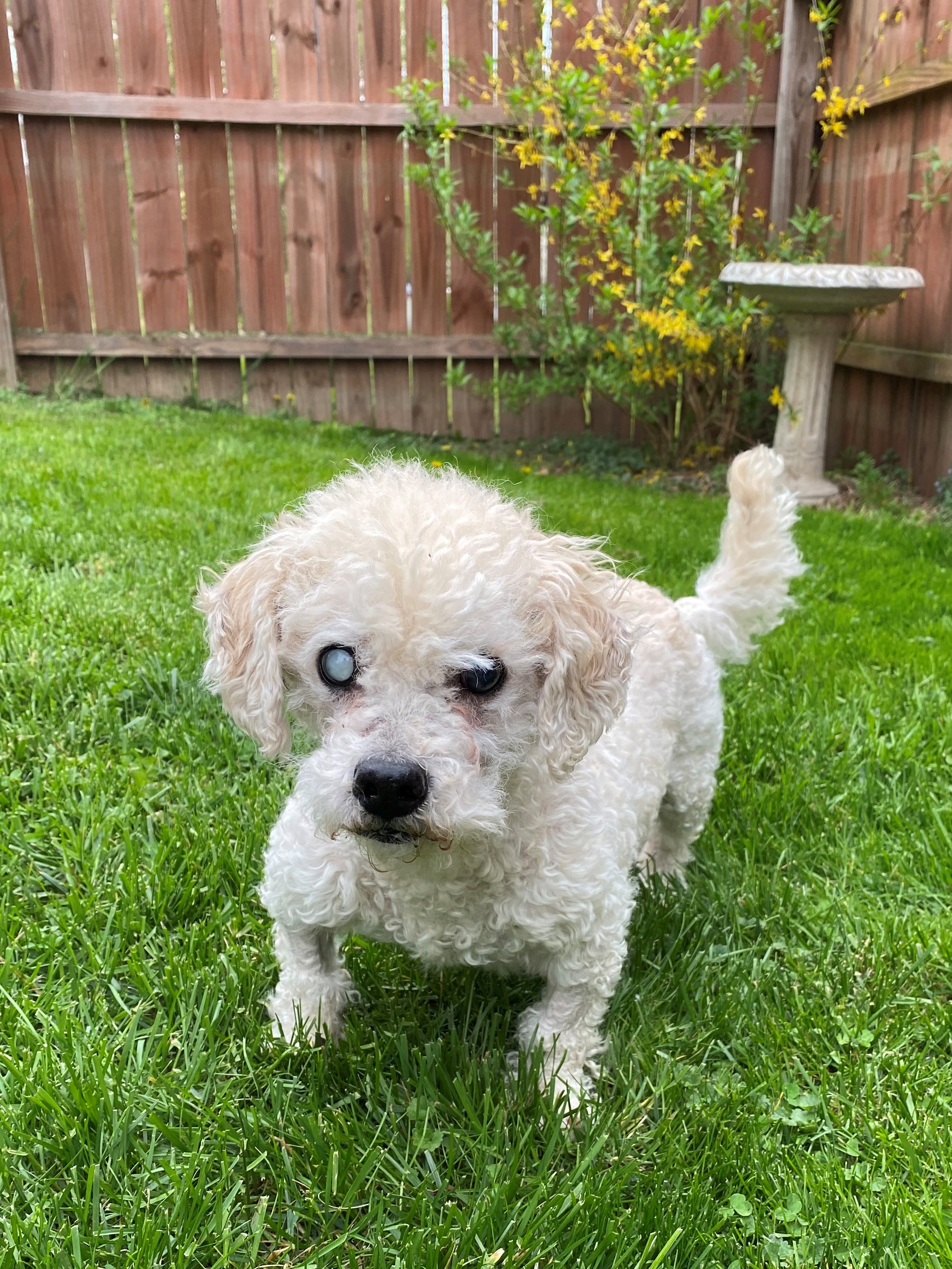 Adopt Bisque (PA) a White Poodle (Miniature) / Mixed dog in Utica
