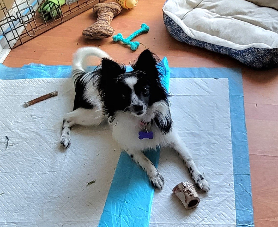 Adopt Orca a White with Black Pomeranian / Papillon / Mixed dog in Kansas Black, White