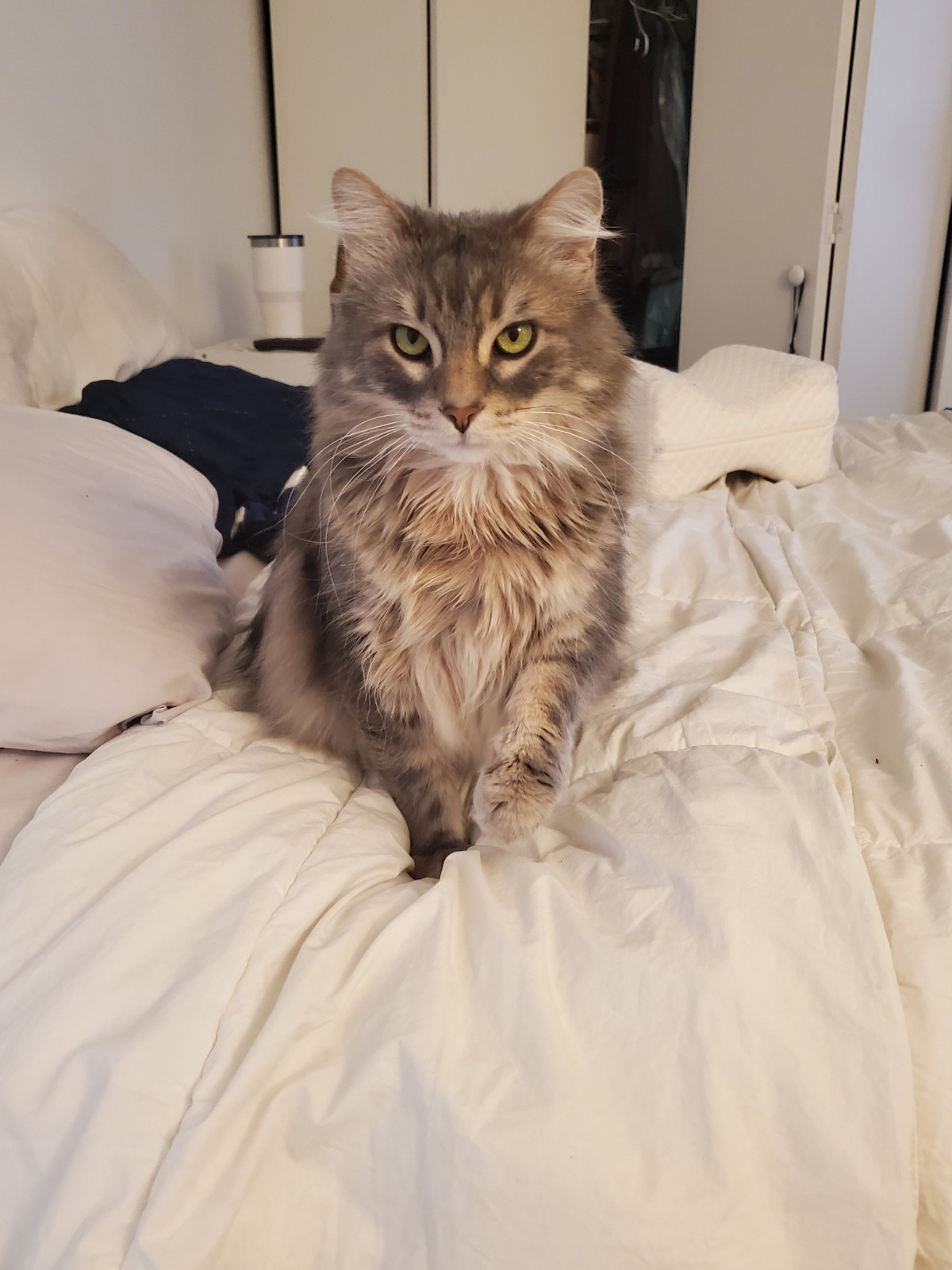 Adopt Maine Coon Cat Phoenix 31 Unique and Different