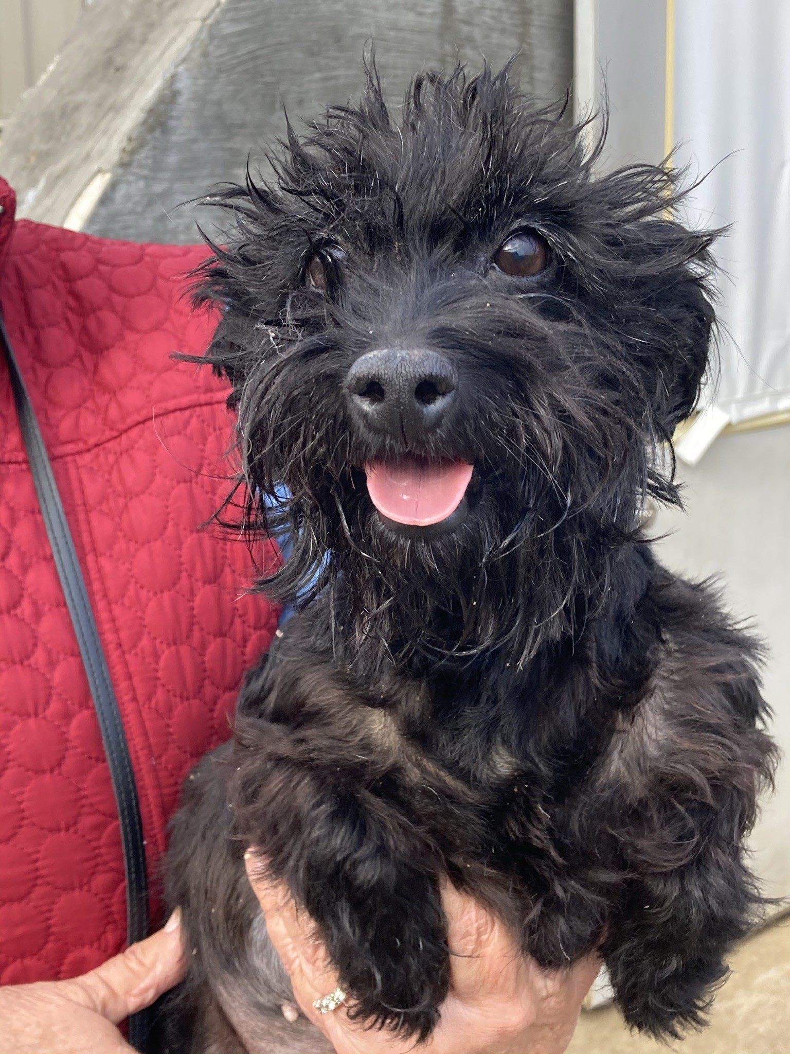 Adopt Bailey a Black Mixed Breed (Small) / Poodle