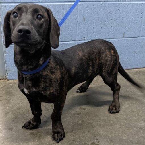 Owensboro, KY Dachshund. Meet Oakley a Pet for Adoption