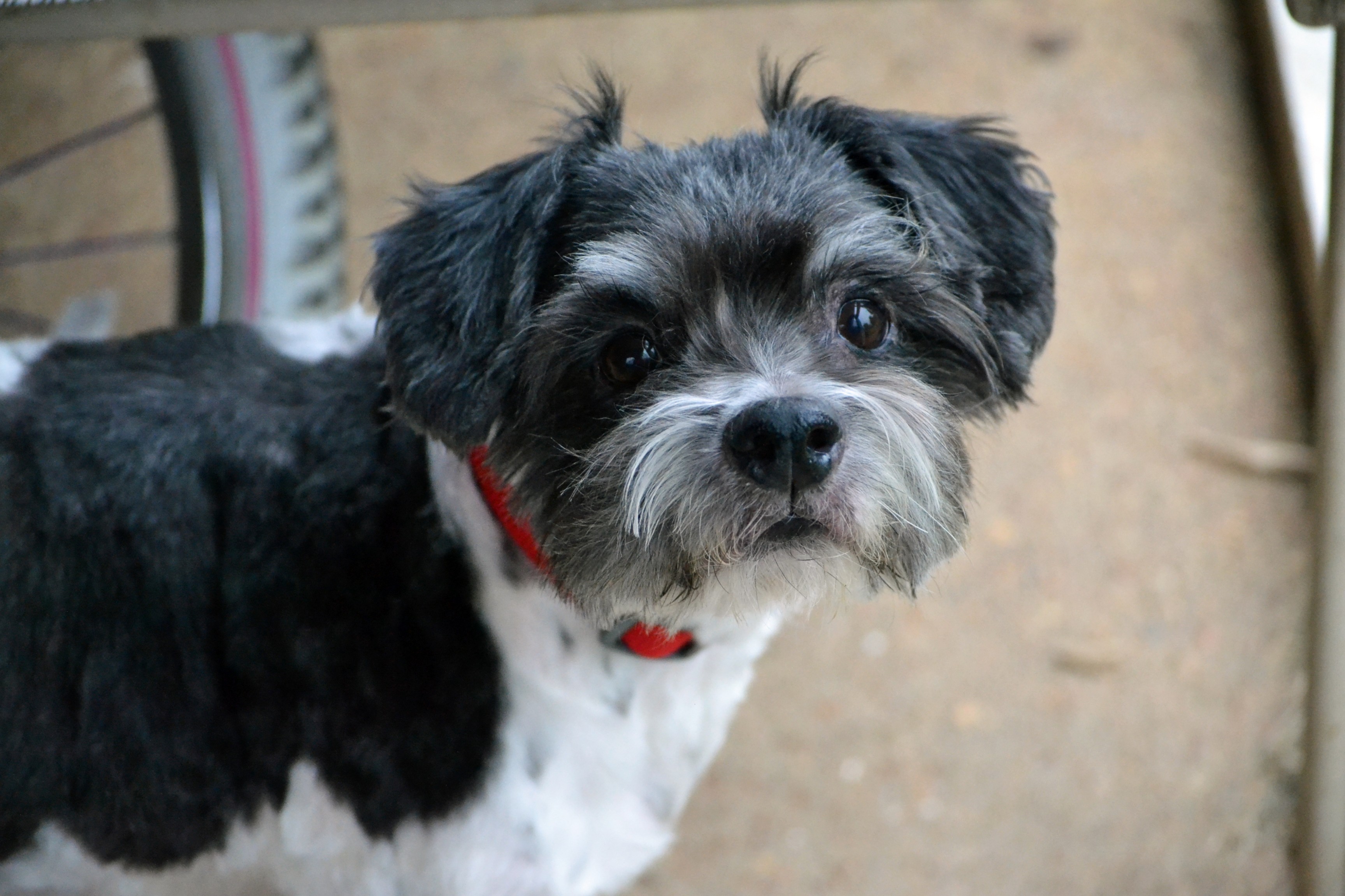 Climatesense Shih Tzu Puppies Jackson Tn