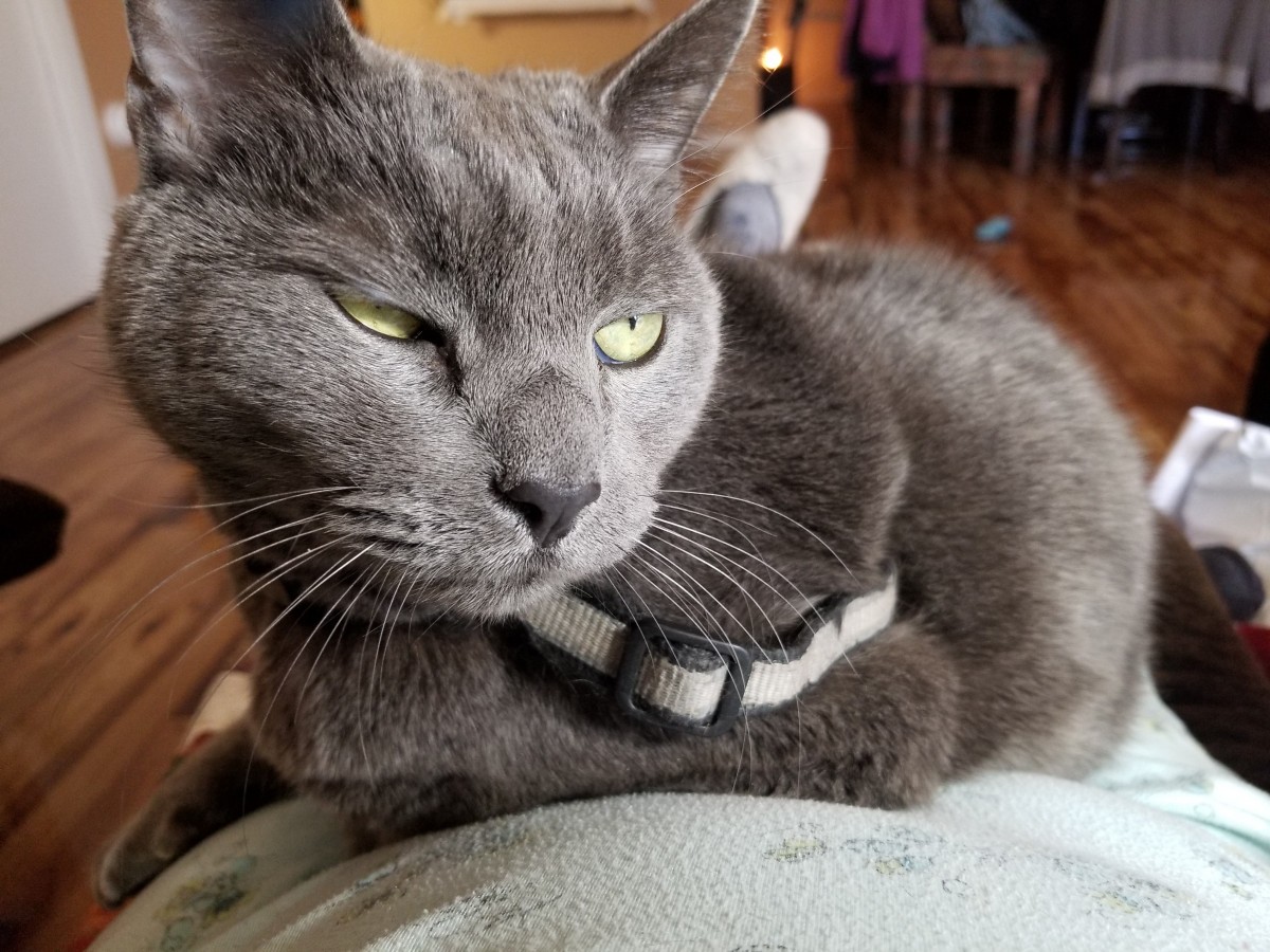Adopt Smokey A Gray Or Blue British Shorthair / Mixed