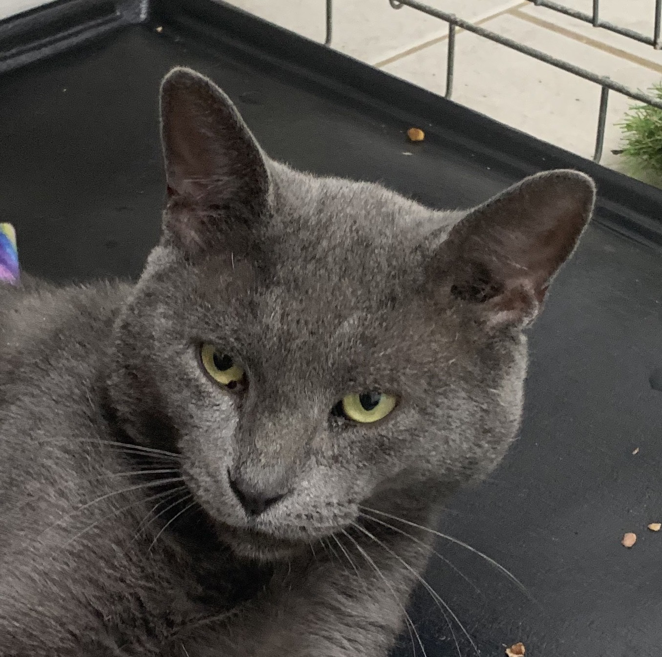 Adopt Blue A Gray Or Blue Russian Blue (short Coat) Cat In Medford in