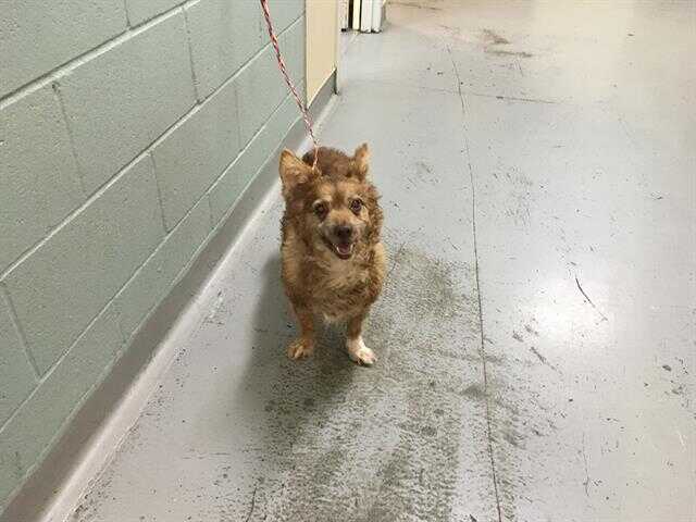 Adopt PEGGY a Red/Golden/Orange/Chestnut / Mixed dog in Orange, Red Female