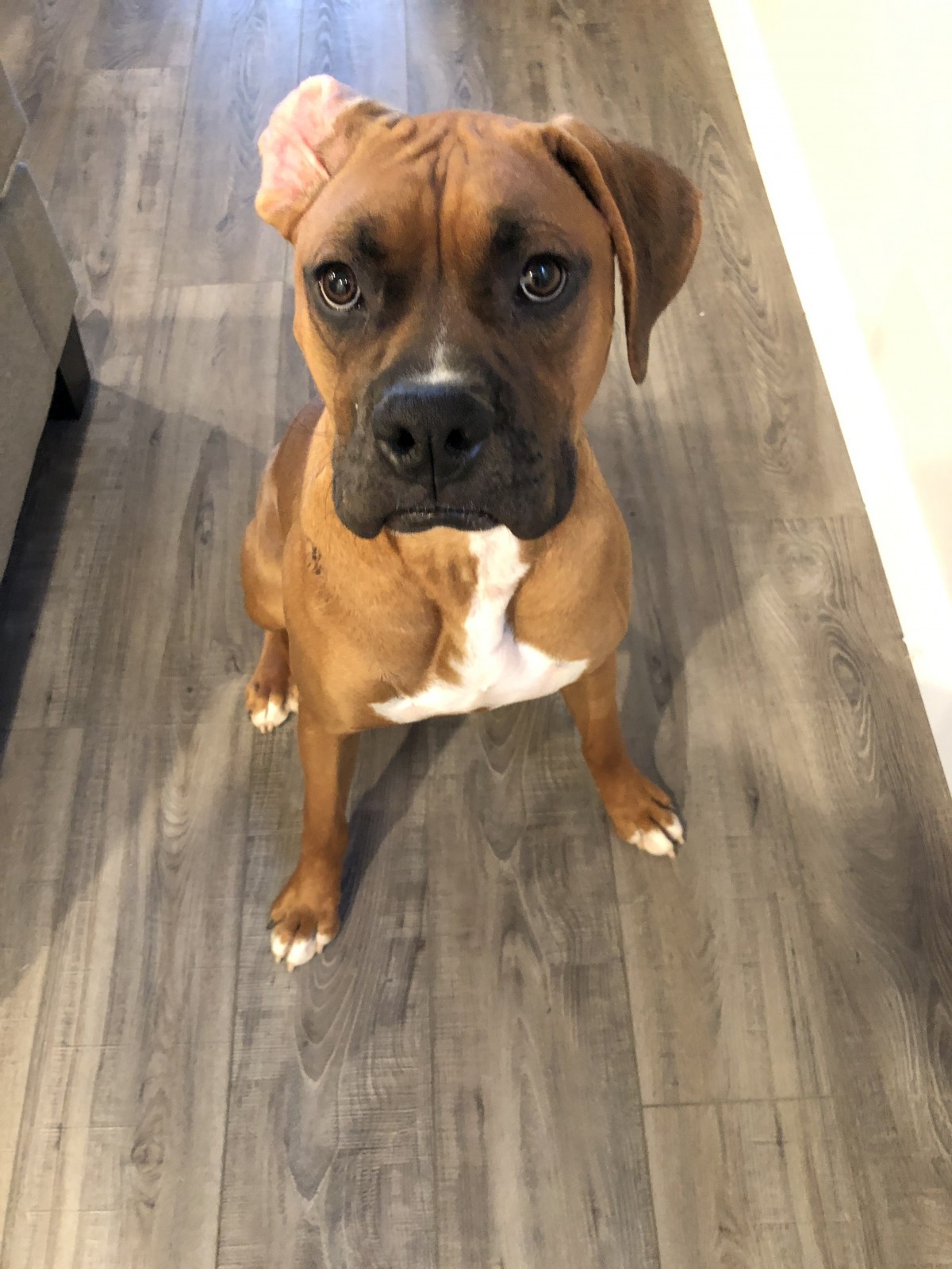 Adopt a Tan/Yellow/Fawn Boxer / Mixed dog in Henderson, NV