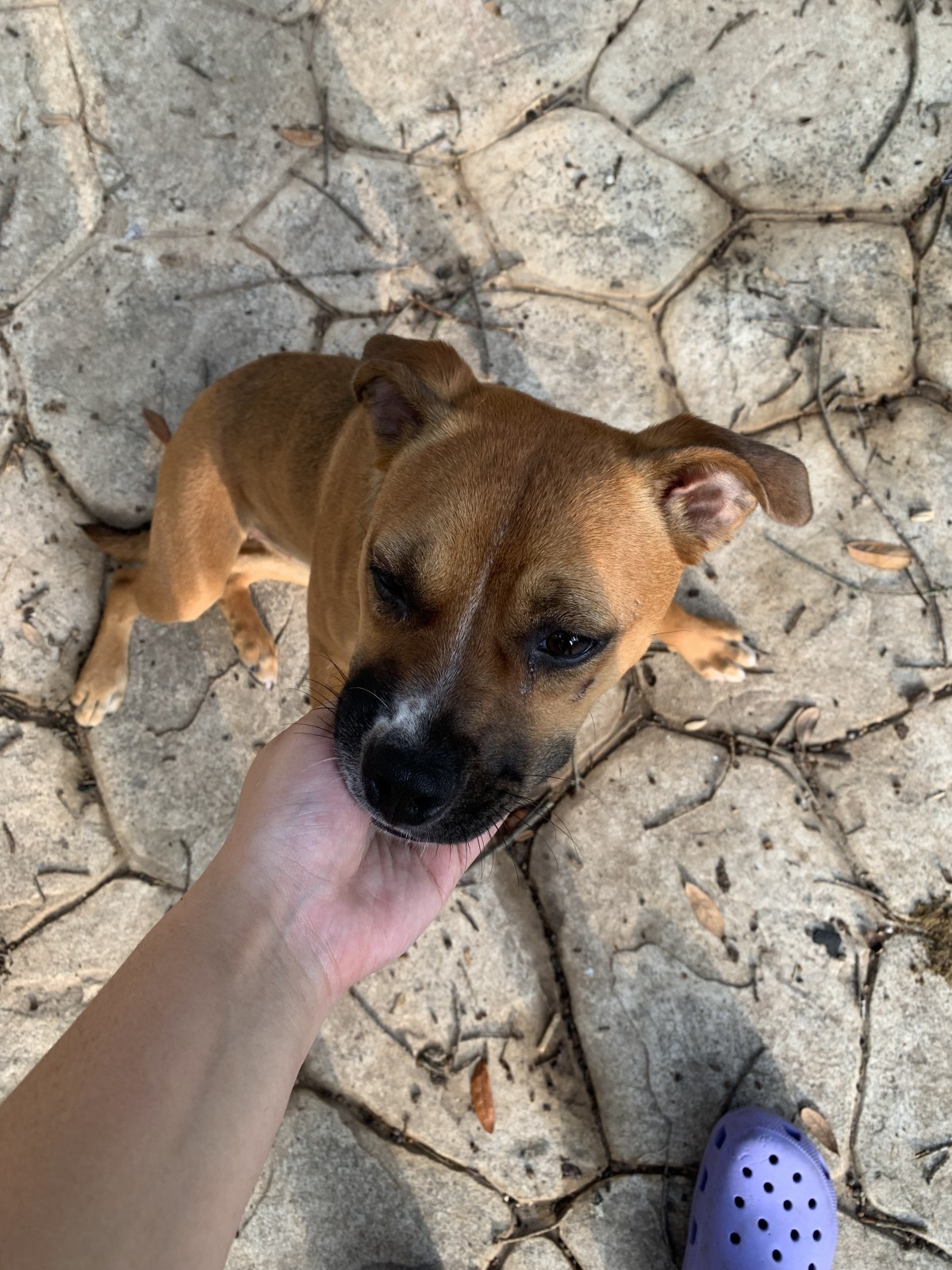 Adopt N/A a Brown/Chocolate with White Boxer / Mixed dog in San