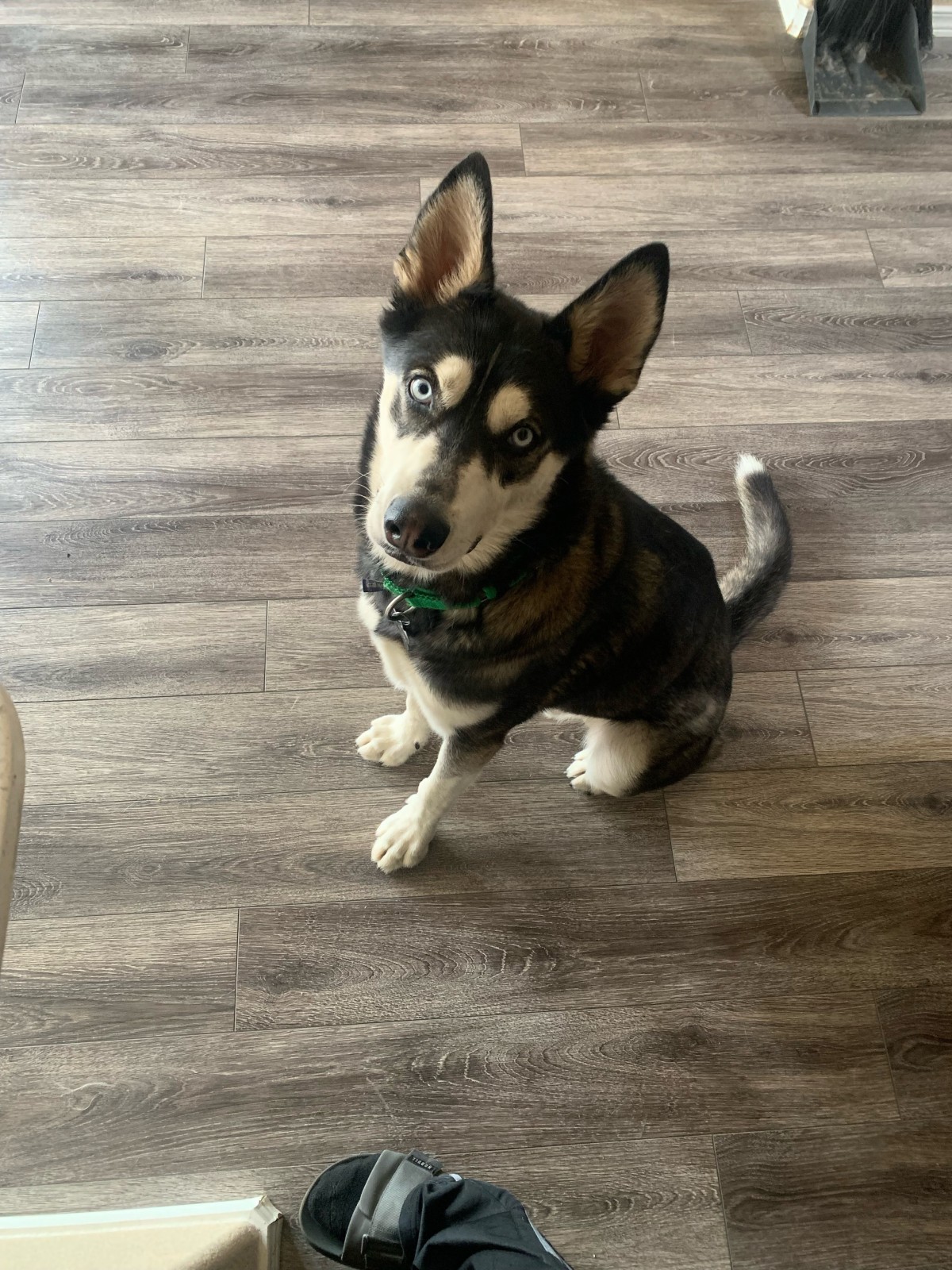 Adopt Traxx a Black with White Husky / Mixed dog in Colorado Springs Black, White Male