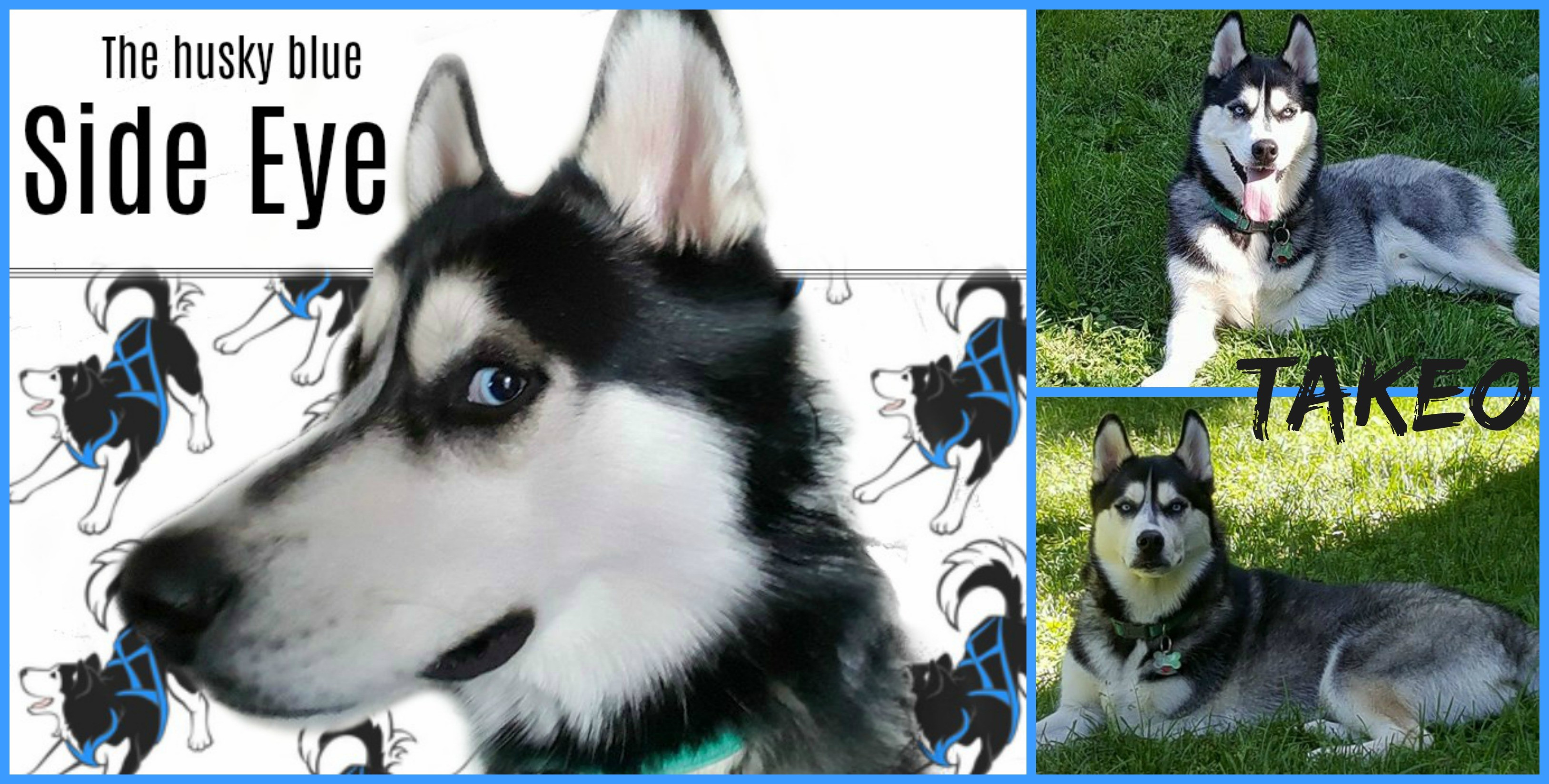 Husky Puppies For Adoption In Iowa Siberian Husky Puppies For Sale
