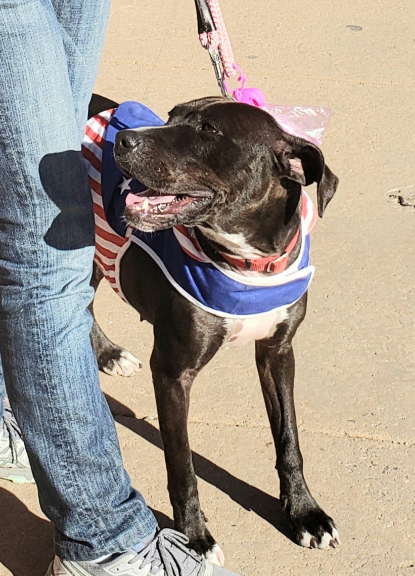 Adopt Dancing Nancy a Black with White Labrador Retriever