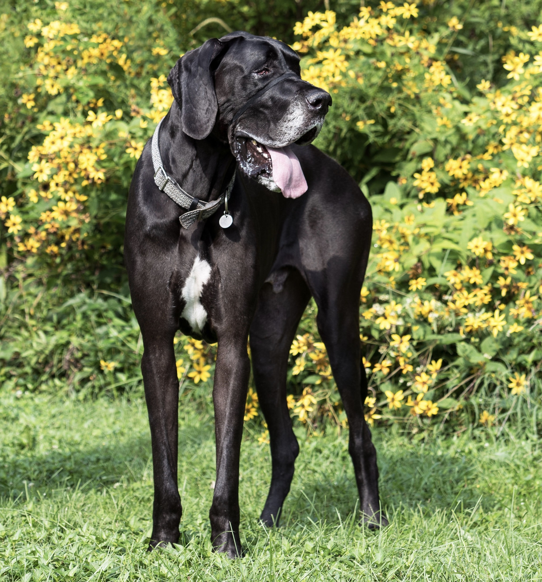 Samson Newfoundland Great Dane Mix