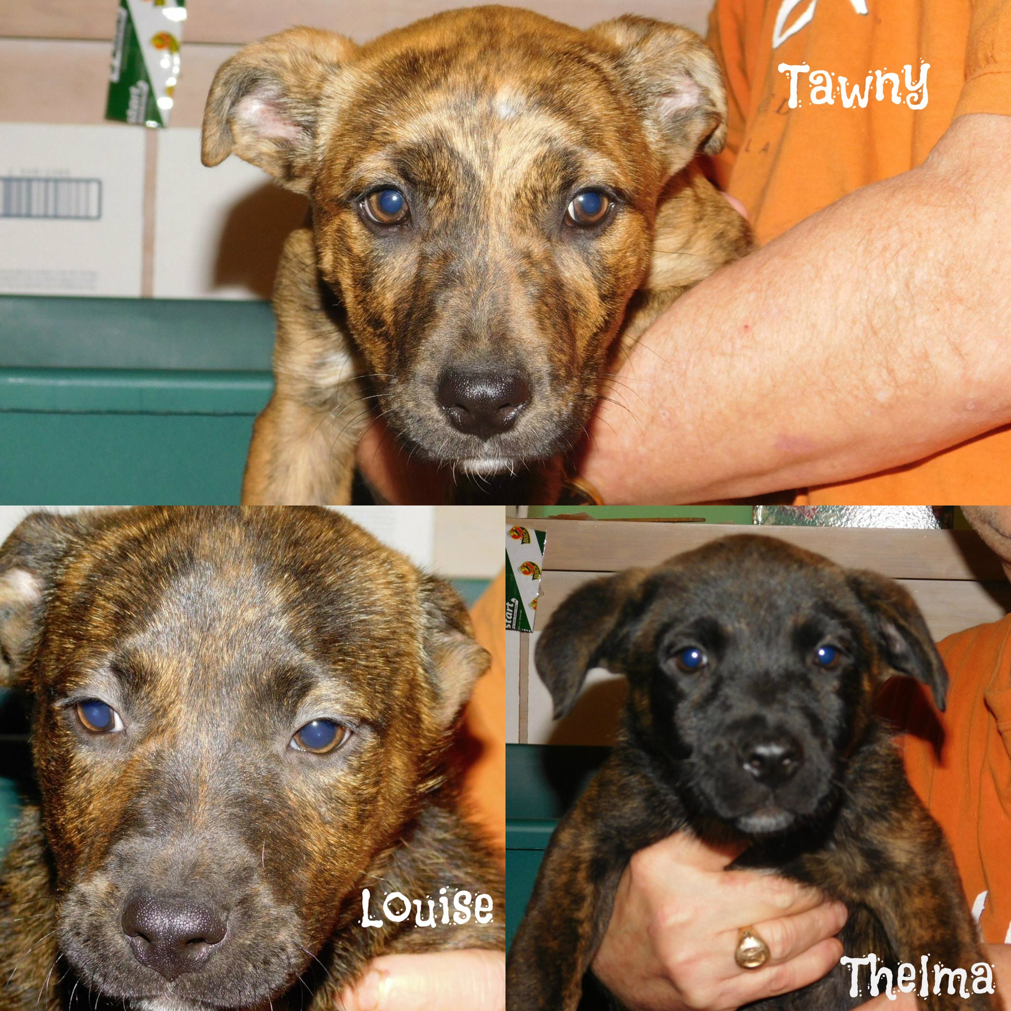 Mountain Cur And Golden Retriever Mix Cute of Animals