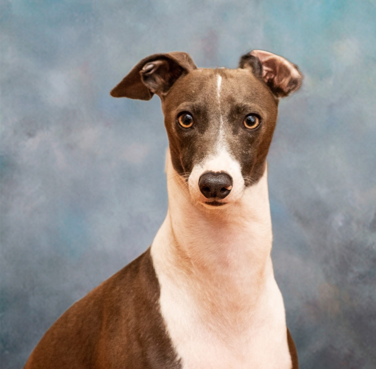 Adopt Greyson a Brown/Chocolate with White Whippet / Italian