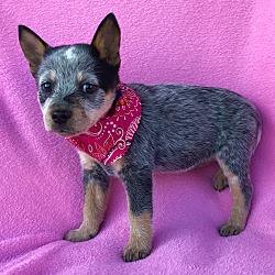 Burbank, Ca - Blue Heeler. Meet Krystal Adopted A Pet For Adoption - Adoptapet.com
