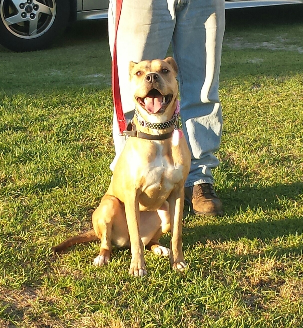 Pit Bull Rescue Near Wilmington Nc