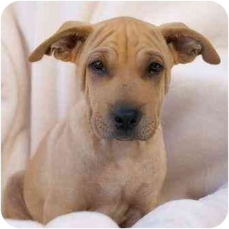 Gilbert, Az - Australian Cattle Dog. Meet Jasper A Pet For Adoption - Adoptapet.com