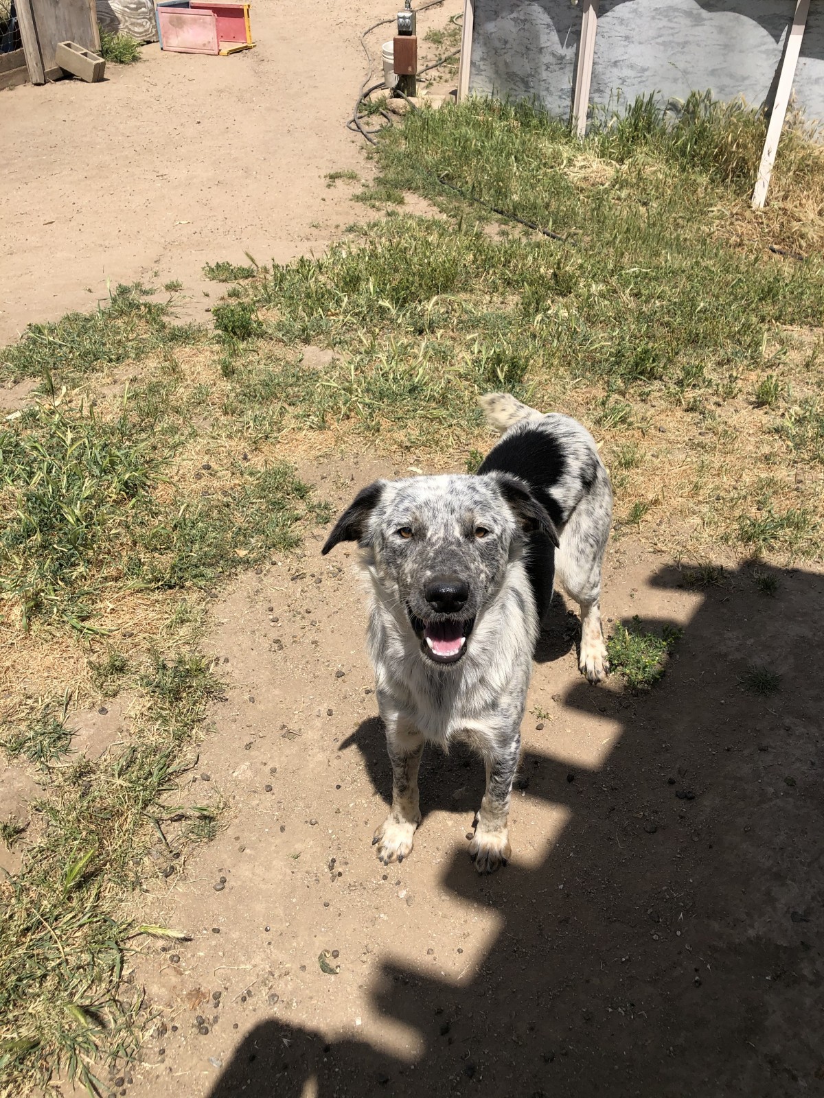 Adopt Bob a White with Black Border Collie / Australian