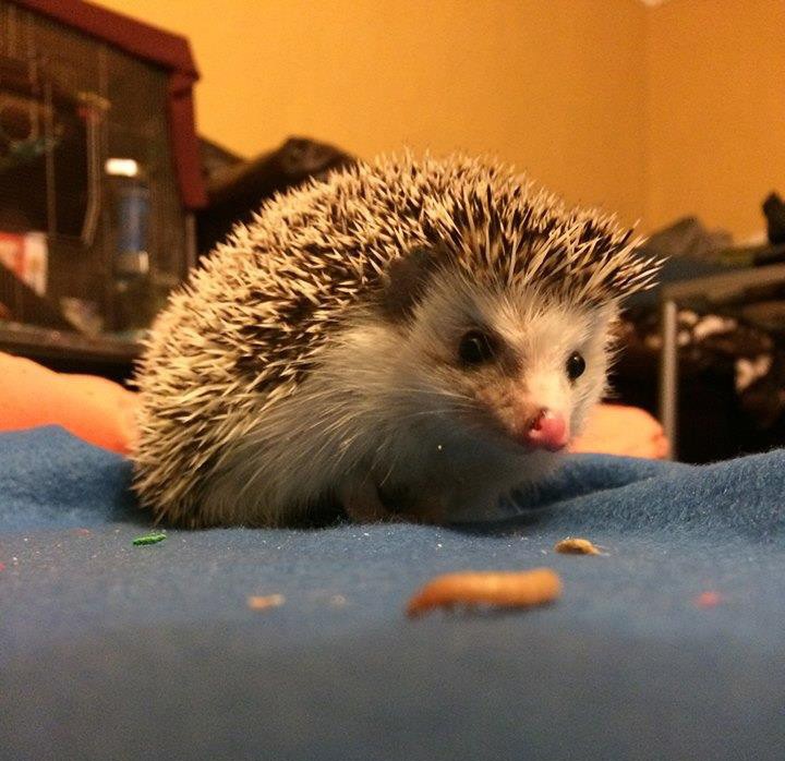 Pet Stores In Mn That Sell Hedgehogs PetsWall