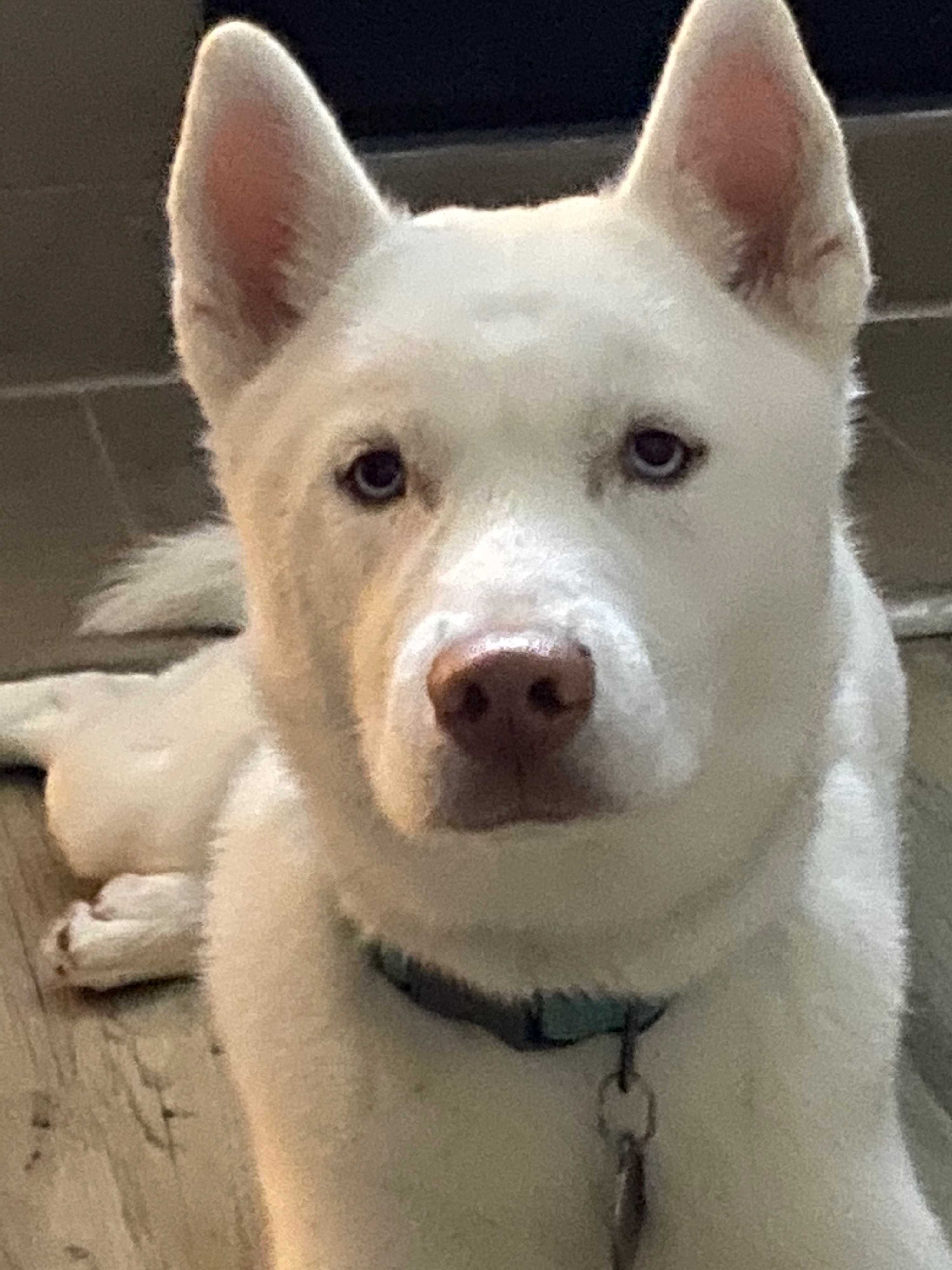 Adopt Snow a White Siberian Husky / Mixed dog in Davie, FL (29707956