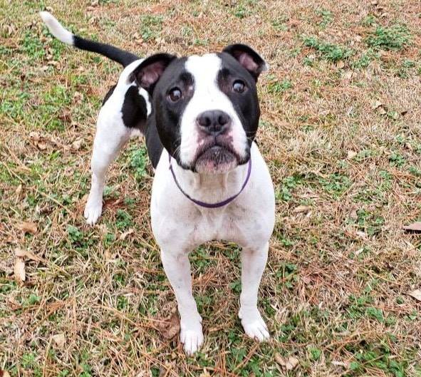 Adopt Victoria a White with Black American Staffordshire