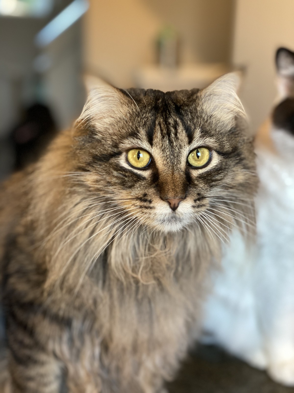 Adopt Lady A Brown Tabby Maine Coon / Mixed (medium Coat