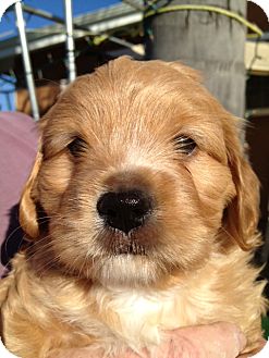 San Marcos, Ca - Maltese. Meet Maltipoo Puppy A Pet For Adoption - Adoptapet.com