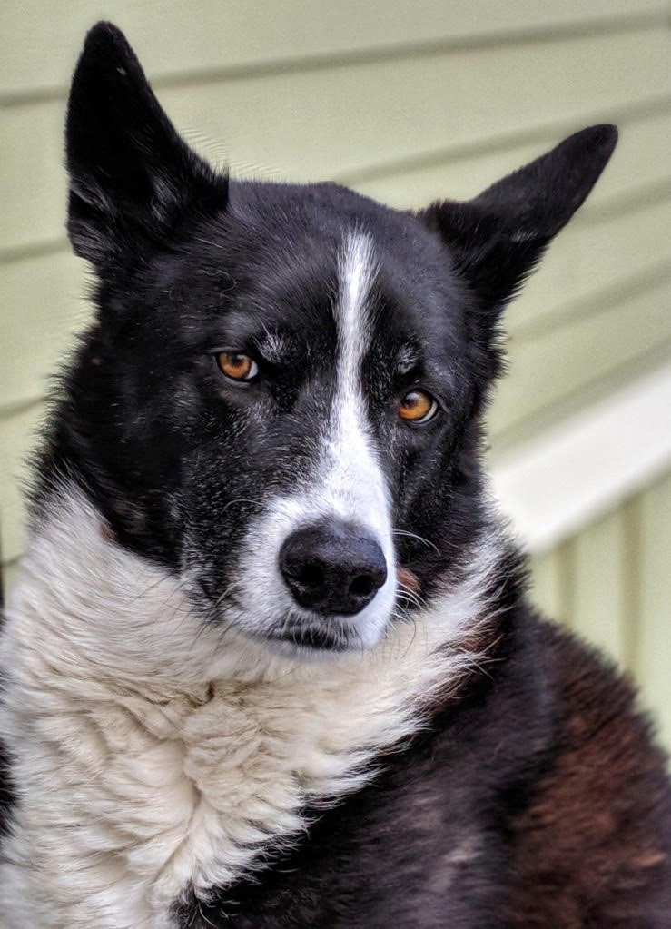 Adopt Jasper a Black with White Karelian Bear Dog / Mixed dog in