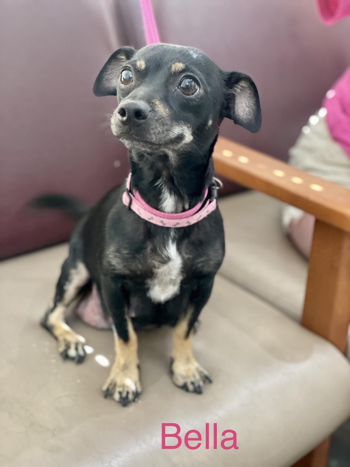 Adopt BELLA a Black with Brown, Red, Golden, Orange or Chestnut